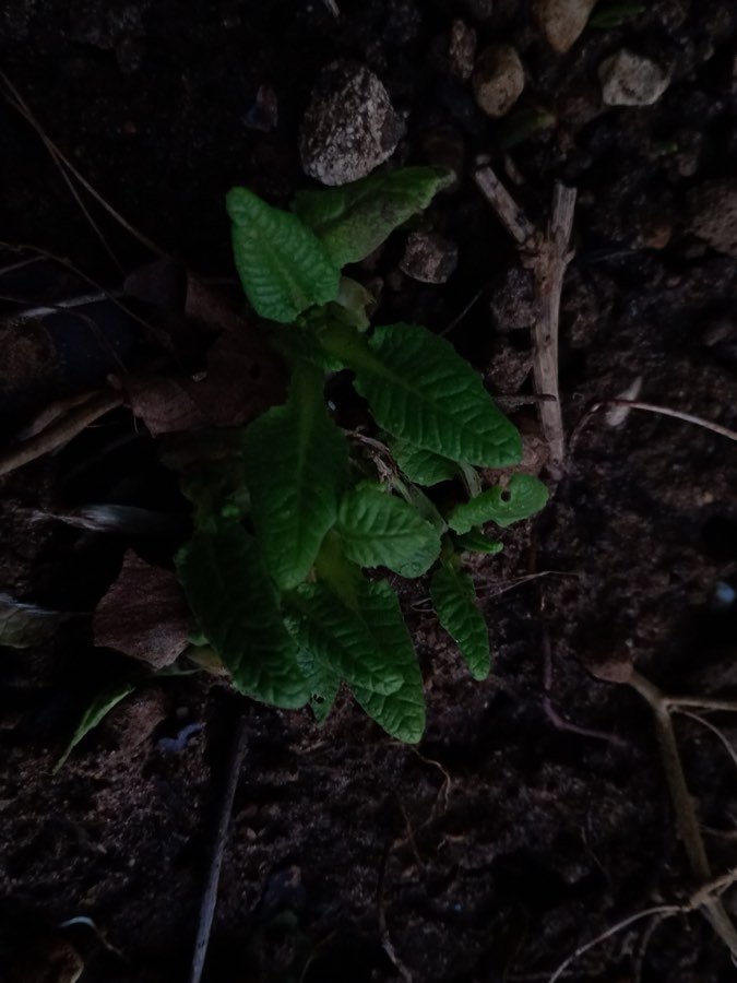 Wilde Schlüsselblume