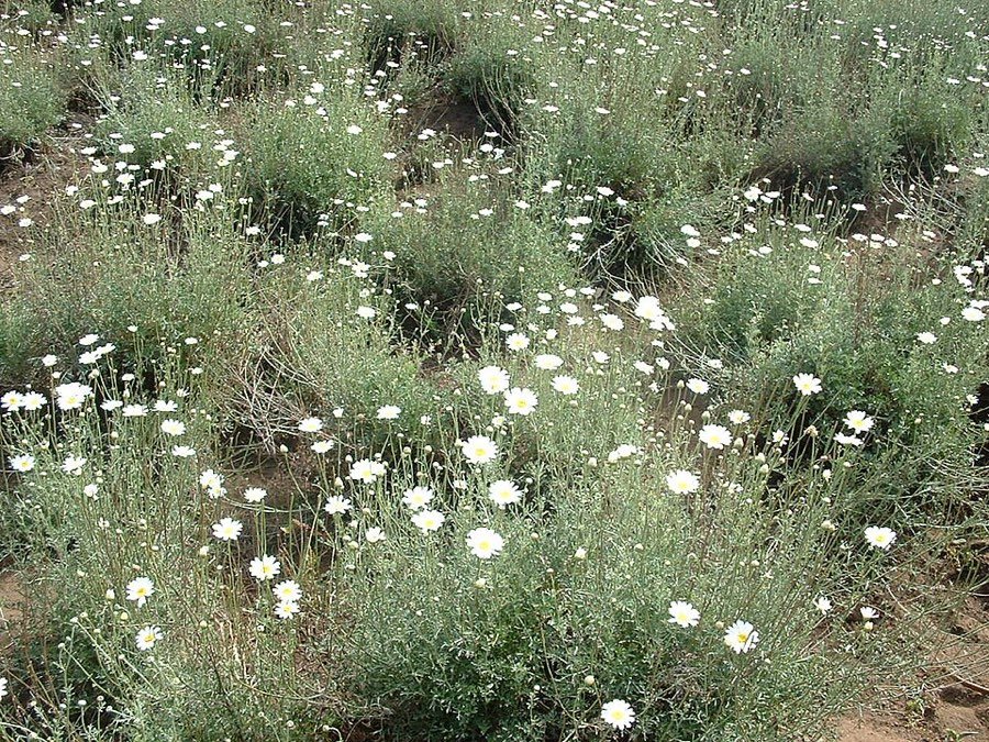 Pyrethrum