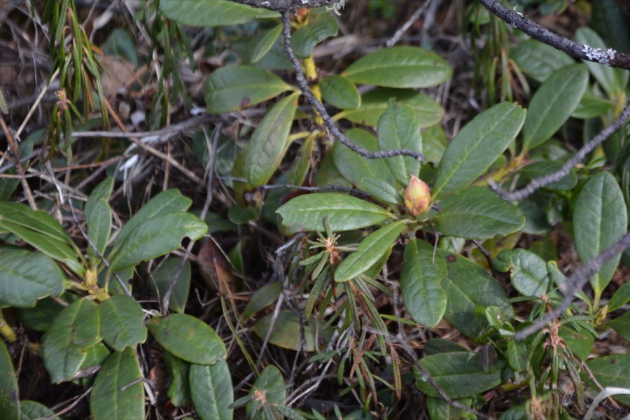 Goldgelbe Alpenrose