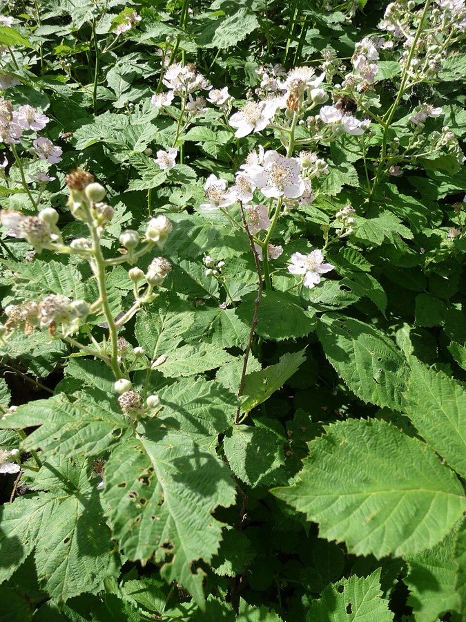 Brombeere