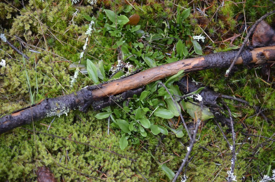 Kleiner Sauerampfer