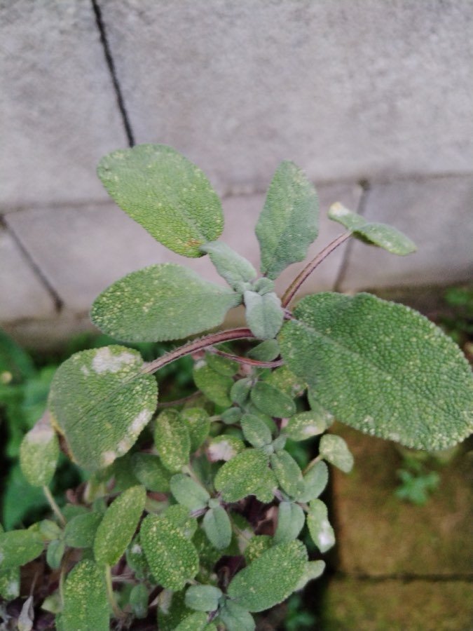 Salbei
