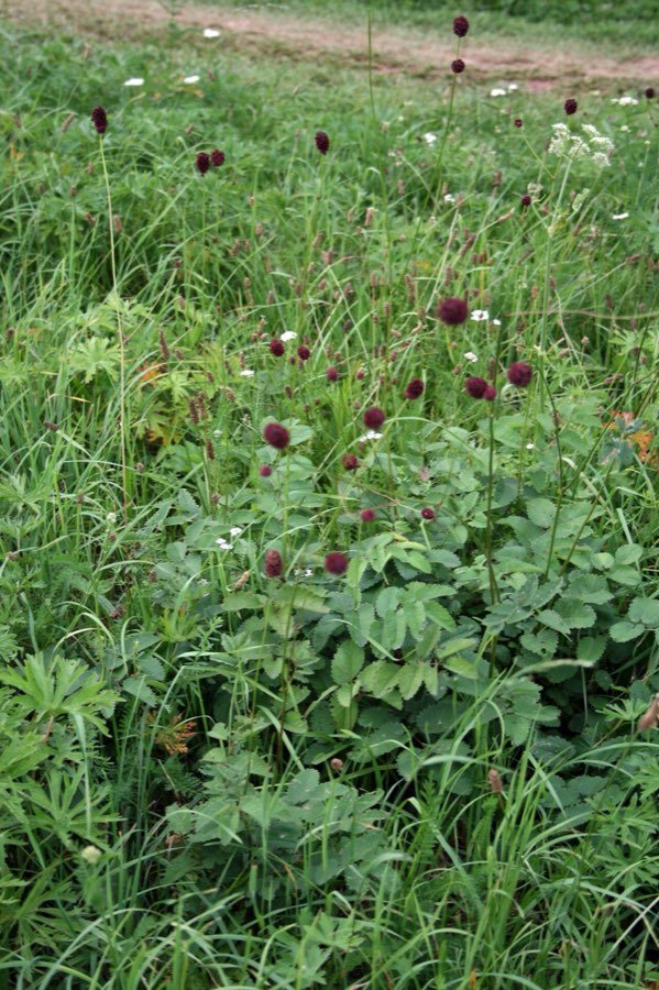 Großer Wiesenknopf