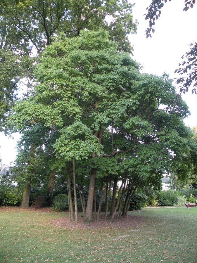 Fenchelholzbaum