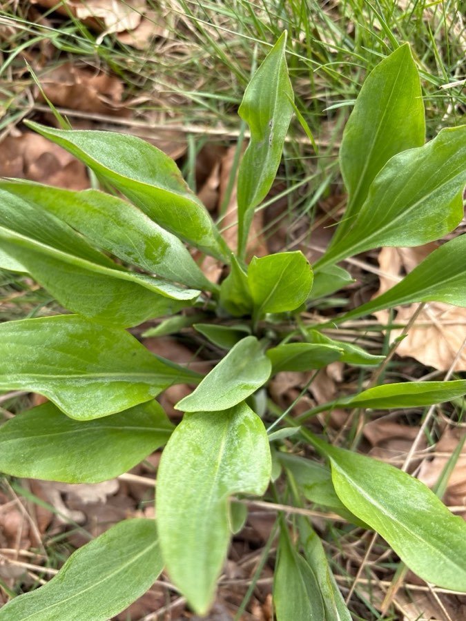 Gartenschwarzwurzel