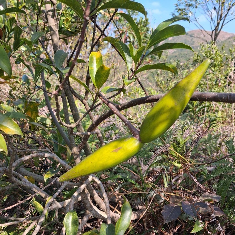 Strophanthus