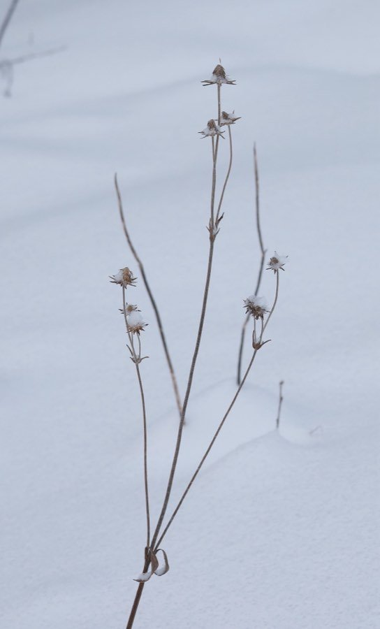 Teufelsabbiss