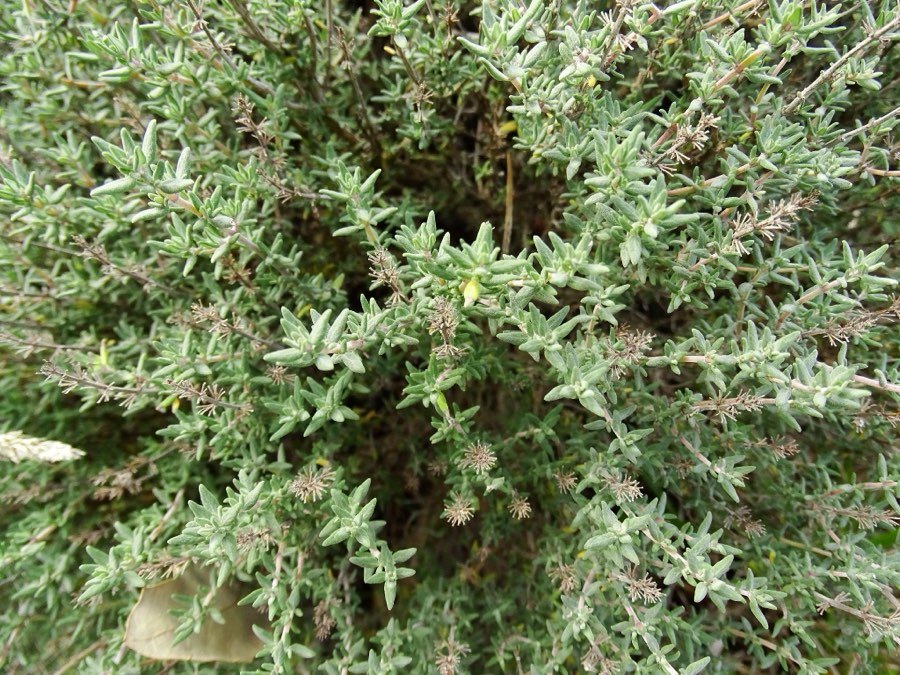 Serpyllum