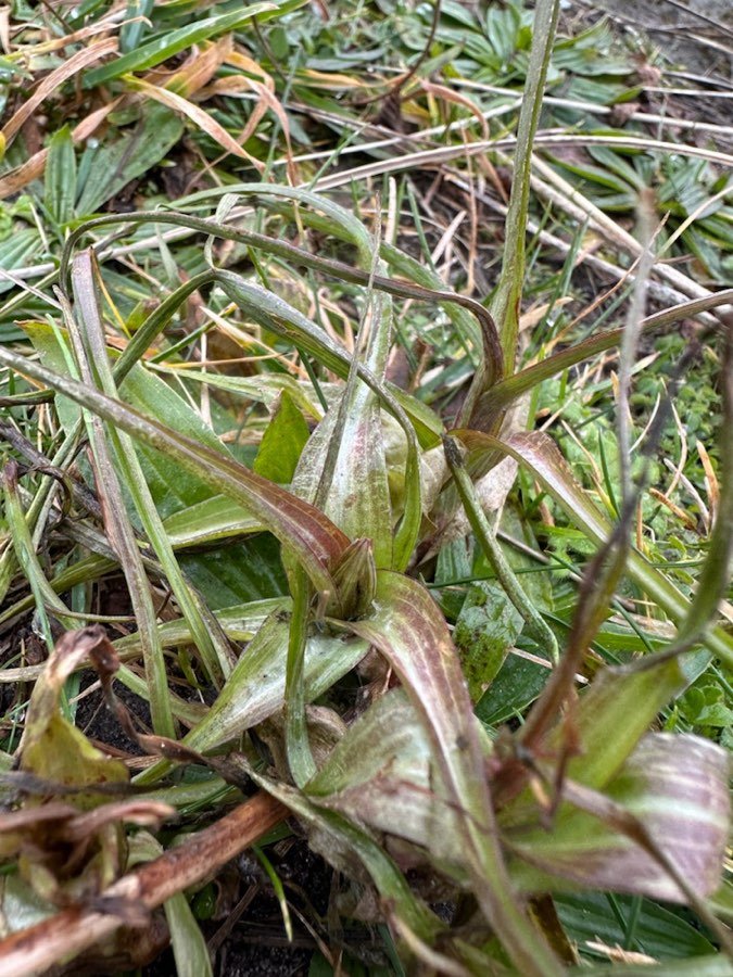 Wiesenbocksbart