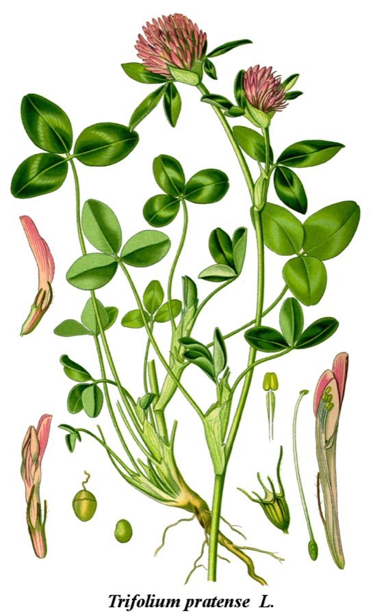 Trifolium