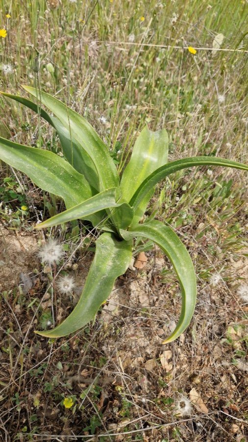 Meerzwiebel / Scilla