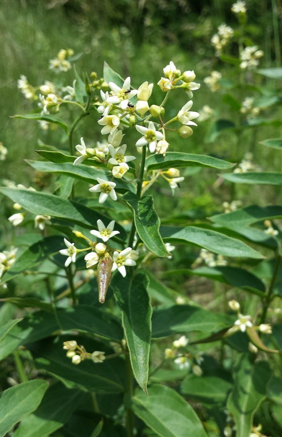 Vincetoxicum