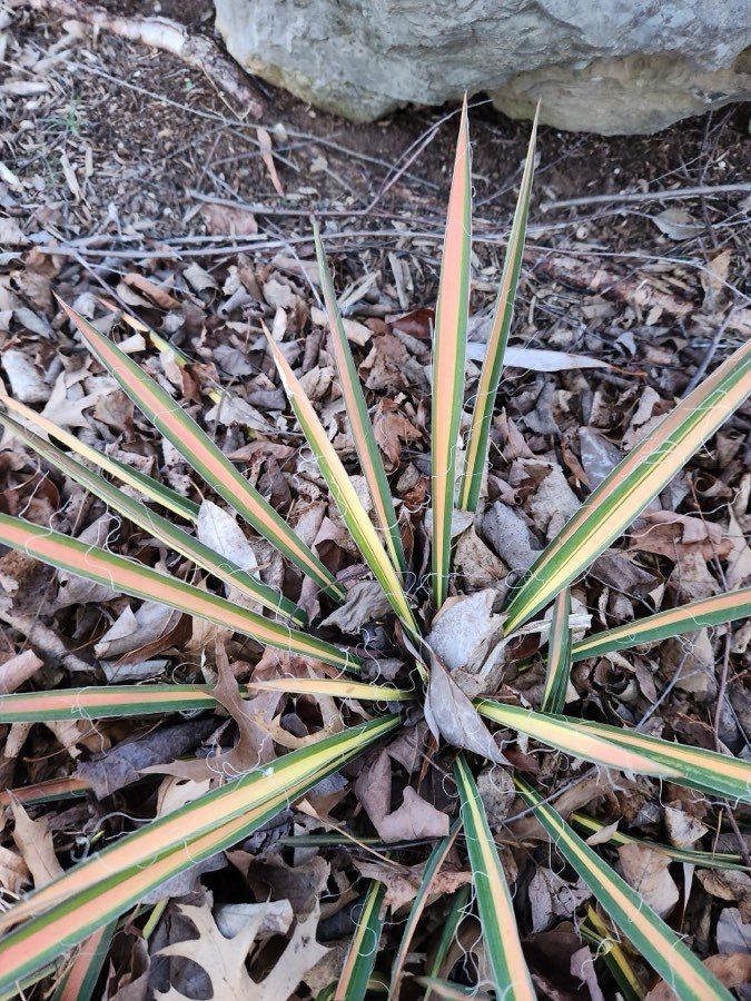 Yucca filamentosa